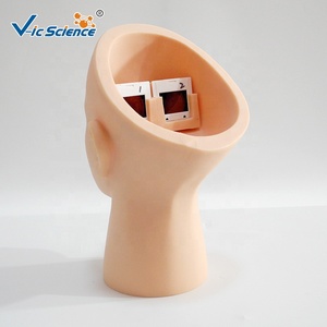 Modèle de formation en rétinothérapie pour la science médicale, modèle d'infirmier en PVC, modèle de démonstration pédagogique en <span class=keywords><strong>ophtalmologie</strong></span> - Product Image 2