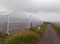 Multi-Span PE PO Film Serre avec système hydroponique pour la plantation de légumes