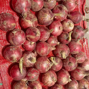Oferta Especial: Cebolla Roja Fresca, Cebolla Amarilla, Cebolla Blanca, Bawang Merah, Bawang <span class=keywords><strong>Bombay</strong></span>, Venta al por Mayor, Exportación <span class=keywords><strong>de</strong></span> China con Calidad Premium - Product Image 4