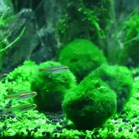 Véritable herbe d'eau corps vivant 2-4cm décoration d'aquarium aménagement paysager petite boule d'algues accessoires d'aquarium boules d'algues vertes