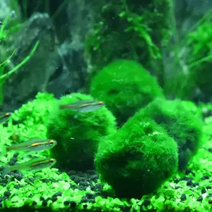 Echt Watergras Levend Lichaam 2-4Cm Aquarium Decoratie Landschapsarchitectuur Kleine Zeewier Bal Aquarium Accessoires Groene Algen Ballen - Product Image 4