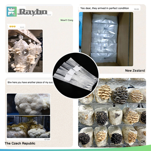 =RAYBO 390*650mm Size Breathable PP <strong>Bag</strong> for <strong>Magic</strong> <strong>Mushroom</strong> <strong>Grow</strong> <strong>Bags</strong> with Injection Port - Product Image 3