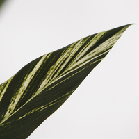 Arbre artificiel Alpinia Zerumbet de 160 cm, plante verte artificielle avec pot en plastique pour la décoration intérieure de la maison et du bureau