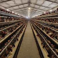 Vente flash : Système de cages d'élevage pour poules pondeuses à 3/4 étages, capacité de 96/120/128/160 oiseaux, pour une ferme de 10 000 oiseaux