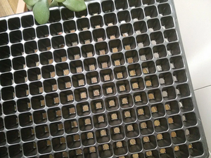 Sistema de cultivo de <span class=keywords><strong>hierbas</strong></span> hidropónicas Plántulas Microgreens Tray Kit para jardín interior - Product Image 2