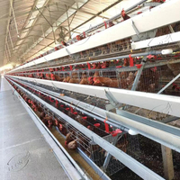 Offre Spéciale – Cages à Poules Pondeuses Automatiques de Type A à Prix Abordable pour l'Élevage de 10 000 Poulets