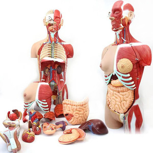 Maniquí de medio <span class=keywords><strong>cuerpo</strong></span> <span class=keywords><strong>humano</strong></span> con órganos internos, modelo de anatomía biológica - Product Image 1