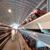 Cage de batterie de poulet de couche de machine de fumier de ceinture automatique de ferme de volaille de type H de vente chaude