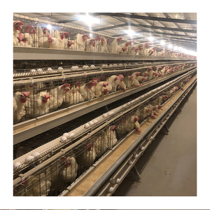 Factory Price <strong>Full</strong> Automatic <strong>Chicken</strong> <strong>Coop</strong> in Africa <strong>for</strong> <strong>Sale</strong> - Product Image 3