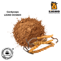 Extrait de champignon Ophiocordyceps sinensis LiGNO OCS02, fabriqué en Malaisie, adapté aux mélanges de boissons instantanées.
