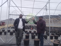 Serre polytunnel en promotion, couverture en film plastique, serre économique multi-travées pour la culture des myrtilles à vendre