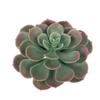 Plantes artificielles succulentes Echeveria, fausses plantes en pierre de lotus, grandes plantes artificielles pour la décoration murale de la maison, arrangement floral DIY
