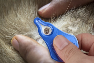ダニ除去ツールペットと人間のためのポータブルダニ除去アウトドアアクティビティのための安全で信頼性の高い痛みのない必須ツール - Product Image 3