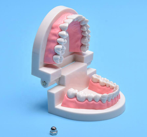 Dental Teeth Model Life Size <b>Removable</b> Oral Health Care for Kids Dental Teaching Model Upper Lower Jaw Educational Supplies - Product Image 4