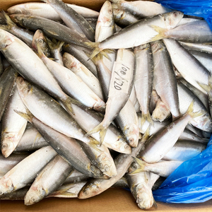 Mới hạ cánh đông lạnh sardinops sagax sardine cá với nguồn cung cấp ổn định và giá cả cạnh tranh - Product Image 6