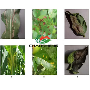 CAS 10380-28-6 Oxine-cuivre en poudre technique, mélange compatible <span class=keywords><strong>pour</strong></span> cuivre organique destiné aux légumes - Product Image 3