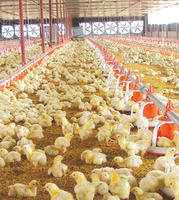 Abreuvoirs et mangeoires pour poulets de chair nouvel état pour ferme avicole