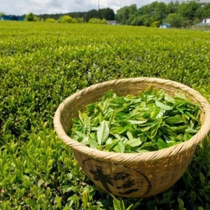 Té Adelgazante Detox de Grado Alimenticio de Alta Calidad ODM OEM, Venta Caliente, Polvo Herbal Chino en Envase de Tambor - Product Image 6