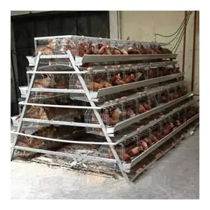 Automatic A Type Layer Chicken Cage Newly Developed Automatic Breeding Equipment Chicken Layer Cage