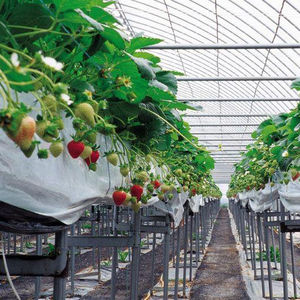 <span class=keywords><strong>Culture</strong></span> sans sol et système <span class=keywords><strong>hydroponique</strong></span> de <span class=keywords><strong>culture</strong></span> de fraises - Product Image 5