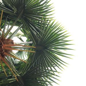 2,5 m - 15m gran Anti-decoloración Anti-viento de falsa de árbol de Palma <span class=keywords><strong>Hotel</strong></span> - Product Image 5