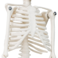Modèle d'enseignement médical XX-A106 45 cm PVC Mini modèle anatomique d'os pour la formation scolaire à l'hôpital