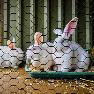 Hexagonal Chicken <b>Wire</b> <b>Mesh</b> Roll Low Carbon <b>Wire</b> for Chicken Coop and Small Livestock Fence - Product Image 4