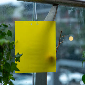Trampa Adhesiva Amarilla Personalizable de 20*25cm para Control de Plagas en Invernaderos Interiores/Exteriores, Atrapa Garrapatas, Moscas y Polillas - Product Image 4