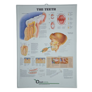 Pósteres médicos de pvc 3d, carteles médicos de promoción de regalo, tabla de anatomía médica en relieve - Product Image 3