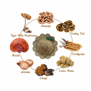 Muestra gratis Natural Premium Apoyo inmunológico y bienestar <span class=keywords><strong>Ganoderma</strong></span> <span class=keywords><strong>Lucidum</strong></span> Reishi Mushroom Powder - Product Image 2