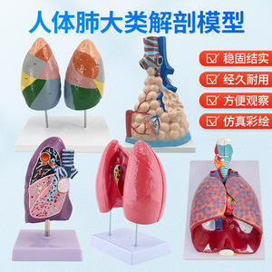 Modelo de anatomía del pulmón humano, material didáctico del sistema respiratorio, laringe, corazón, pulmones, segmentos pulmonares codificados por colores, estructura pulmonar - Product Image 2