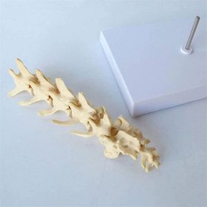Modelo de vértebras lumbares para perros KyrenMed, modelo de columna vertebral canina de 5 piezas, modelo de columna vertebral de perro para enseñanza de mascotas veterinarias - Product Image 5