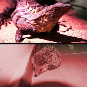 Đèn pin săn bắn LED đỏ 51 bóng mới, chống nước IP55, 625nm, sử dụng pin AA, dùng cho tầm nhìn ban đêm, câu cá & khẩn cấp - Product Image 4