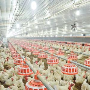 <span class=keywords><strong>Broiler</strong></span> ebeveyn stok için otomatik kanatlı besleme makinesi motorlu hayvan kafesleri ile tarım damızlık ev zincir sistemi kullanılır - Product Image 1