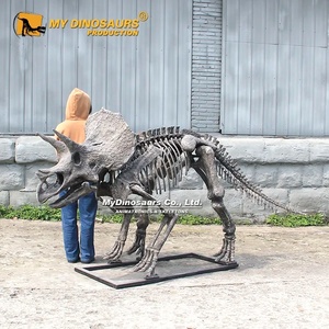 My Dino DS-119 – Exposition muséale : Ossements réalistes de Triceratops - Product Image 5