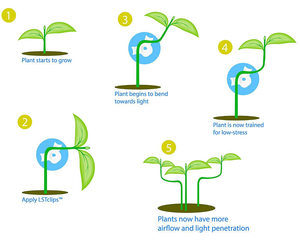 Clip Ajustable de 360 Grados para Doblar Plantas/Herramienta de Entrenamiento de Bajo Estrés para Tallos de Tomate, Vid y Rosa, Guía de Cultivo de Plástico Reutilizable - Product Image 4