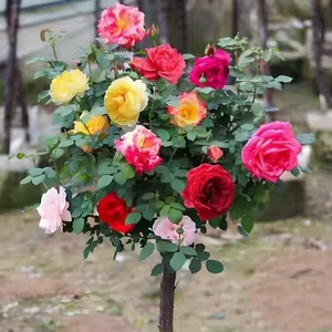 PFT Arbre à <span class=keywords><strong>roses</strong></span> arborescent à grandes fleurs, type souche ancienne, souche haute, souche de rose, pour greffage de <span class=keywords><strong>roses</strong></span> - Product Image 6