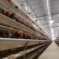 Cage à poulets entièrement automatique pour 100 000 oiseaux, cage à batterie de type H, équipement avicole avec système de collecte des œufs