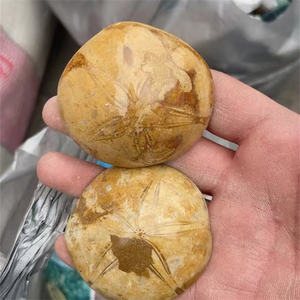 Nieuwkomers Natuurlijke Zeester Steen Genezingen Kristal Ruwe Steen Folk Ambachten Ster Fossielen Steen Te Koop - Product Image 3