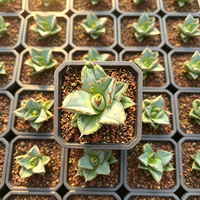 Succulentes décoratives rares et de collection, Agave Titanota, plantes d'intérieur tendance pour une décoration de table haut de gamme