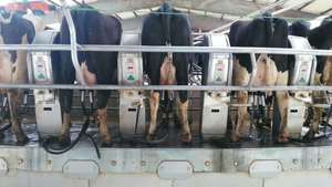 Sistema <span class=keywords><strong>de</strong></span> refrigeración <span class=keywords><strong>de</strong></span> leche, enfriador <span class=keywords><strong>de</strong></span> agua <span class=keywords><strong>de</strong></span> glicol <span class=keywords><strong>con</strong></span> recuperación <span class=keywords><strong>de</strong></span> <span class=keywords><strong>calor</strong></span> - Product Image 5