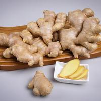Gingembre frais biologique chinois, gingembre sec frais de Chine, directement de l'usine