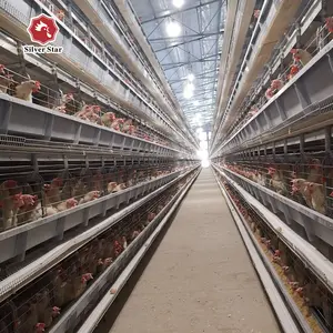 Quail Broiler Battery Cage With Poultry Farm Equipment