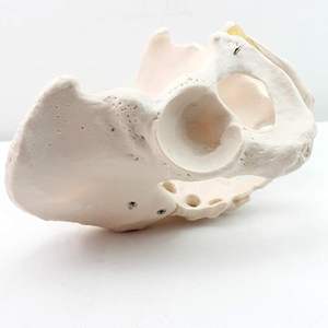 מודל של עמוד השדרה ואת האגן הדיסקים הלומברי האגן הדיסקים הבין חולייתיים - Product Image 4