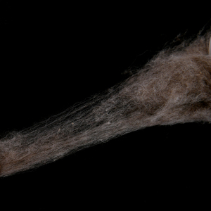 Dehaired 17,5-25mic 30-40mm 100% fibra de lana de camello pelo de camello para hilado de hilo - Product Image 5