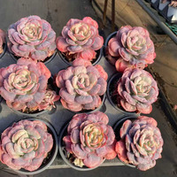 Succulente Variée Ultra Rara, Spécies Unique, Décoration de Luxe pour la Maison, Choix du Collectionneur, Ornement Artistique de Boutique