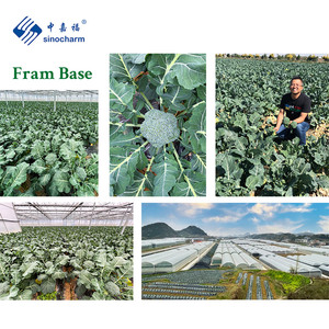 Sinacharm HACCP Professional Manufacturer 3-5cm <strong>Frozen</strong> Fresh <strong>Broccoli</strong> <strong>Steamed</strong> <strong>Frozen</strong> Vegetables for Exercise Meal - Product Image 5
