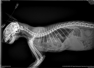 Macchina Radiografica Digitale Portatile <span class=keywords><strong>DR</strong></span> per Animali Domestici con Sistema a Raggi X da Pavimento - Product Image 5