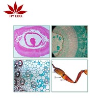 Laboratory customizable microscope biological plant slices botany microscope slides 5pcs set