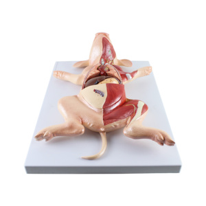 Modelo de Anatomía de Cerdo de Alta Calidad en PVC, Modelo de Embrión de Cerdo para Enseñanza, Modelo Anatómico Animal para Veterinarios - Product Image 4